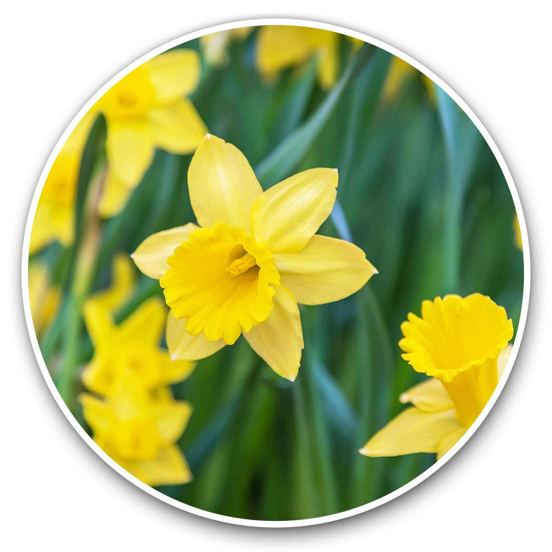 Destination Vinyl Ltd Daffodil Flower Field Easter 14350 Vinyl Stickers (Set Of 2) 10Cm - Daffodil Flower Field Easter Decals For Laptops,Tablets,Luggage,Scrap Booking,Fridges, 14350