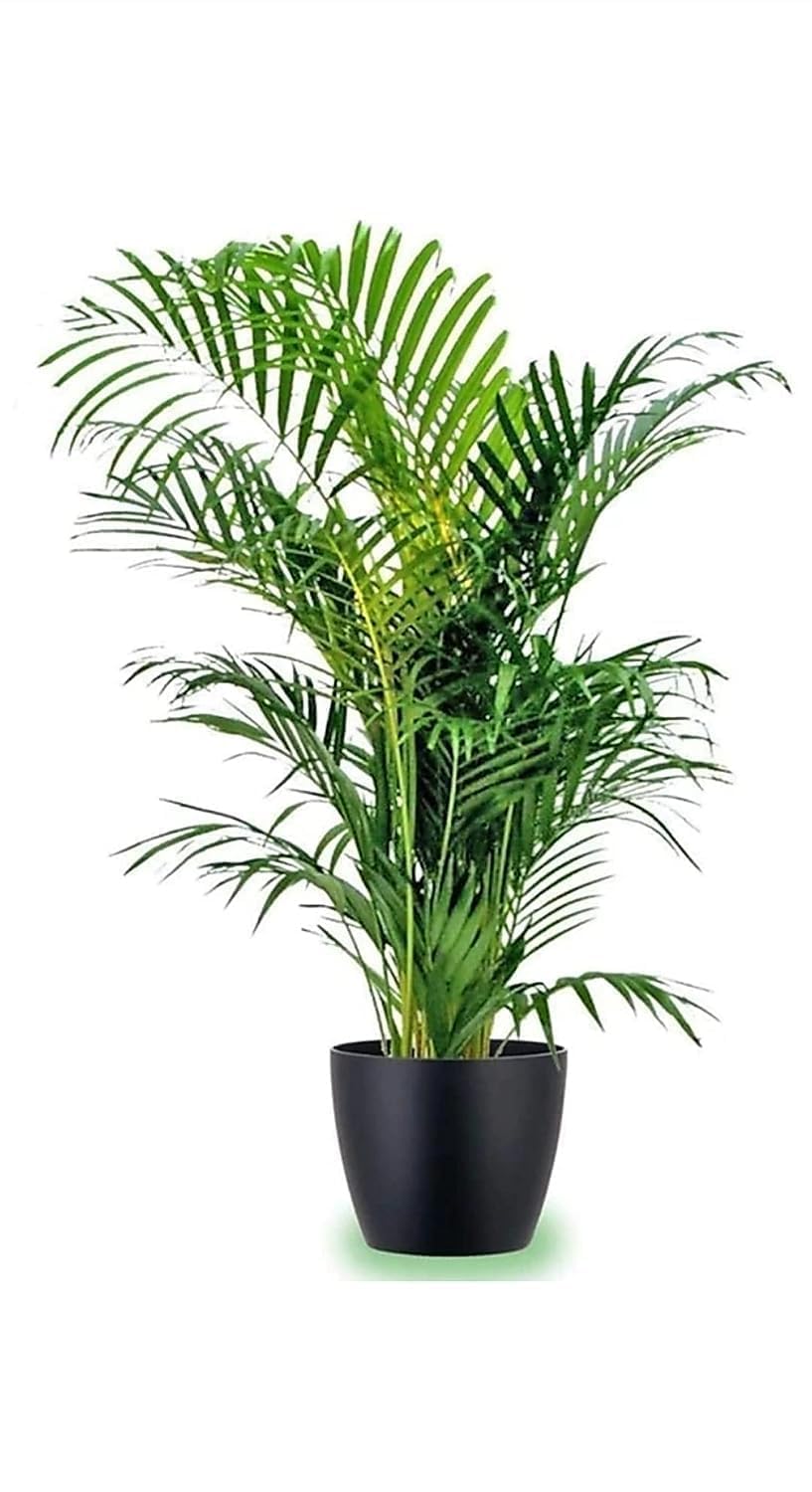 Greenursery Areca Palm Natural Live Indoor Plant with Pot - Extra Large (Pack of 1) (B0D3BD5MFG) Amazon Price History, Amazon Price Tracker