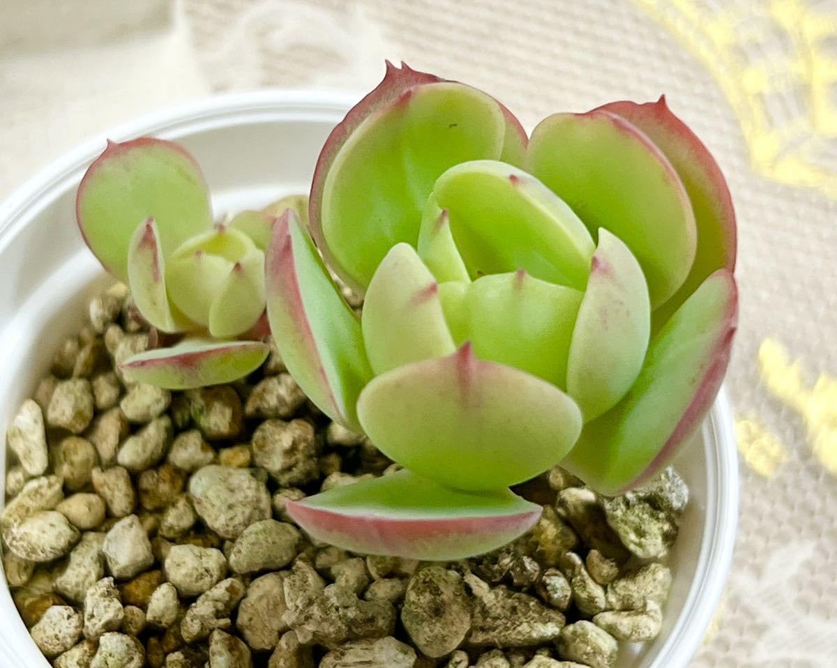Amazon.co.jp: 多肉植物エケベリア5点セットN : ホーム＆キッチン