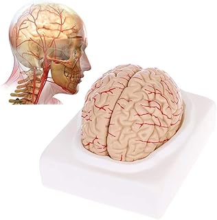 Human Brain 1:1 Disassembled Anatomical Human Brain Model Anatomy Medical Teaching Tool Cerebral Artery Model, Brain stem Model, Medical Anatomy