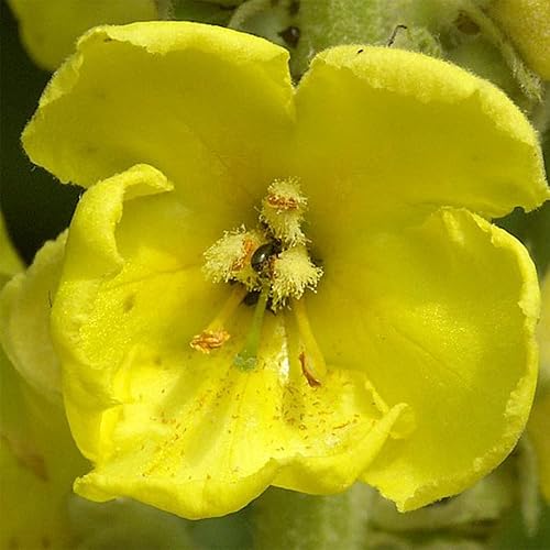 Semillas de gordolobo 200 grandes semillas de gordolobo para plantar en el hogar, sin OMG, semillas orgánicas de verbascum thapsus tolerantes a la