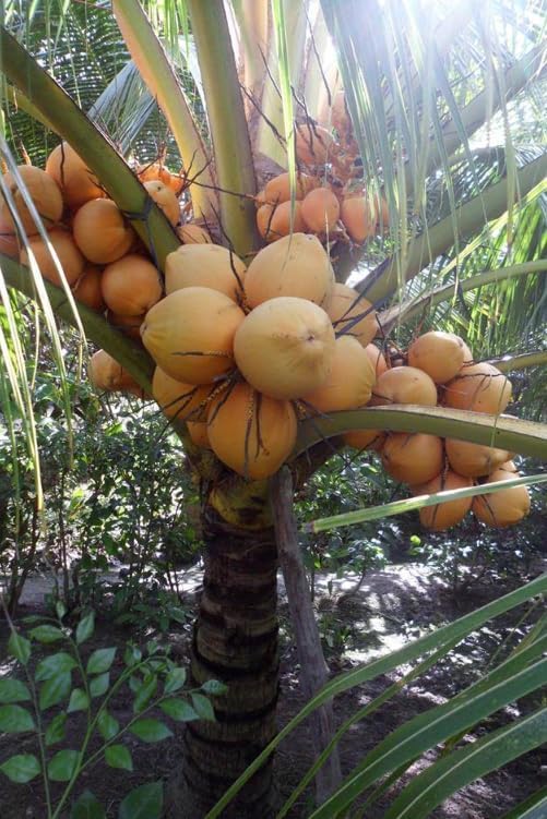 Live Dwarf Malayan Coconut Plant Yellow Coconut Tree, Cold Hardy Tree, Grow Outdoor, Large Fruit Plant 6-8 Inc Tall