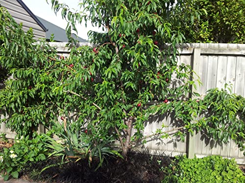 Healthy Un-Rooted Stem Cuttings of White Nectarine Trees - Sweet White Nectarine Tree Stem Cuttings (W. N. - 6 Cuttings)