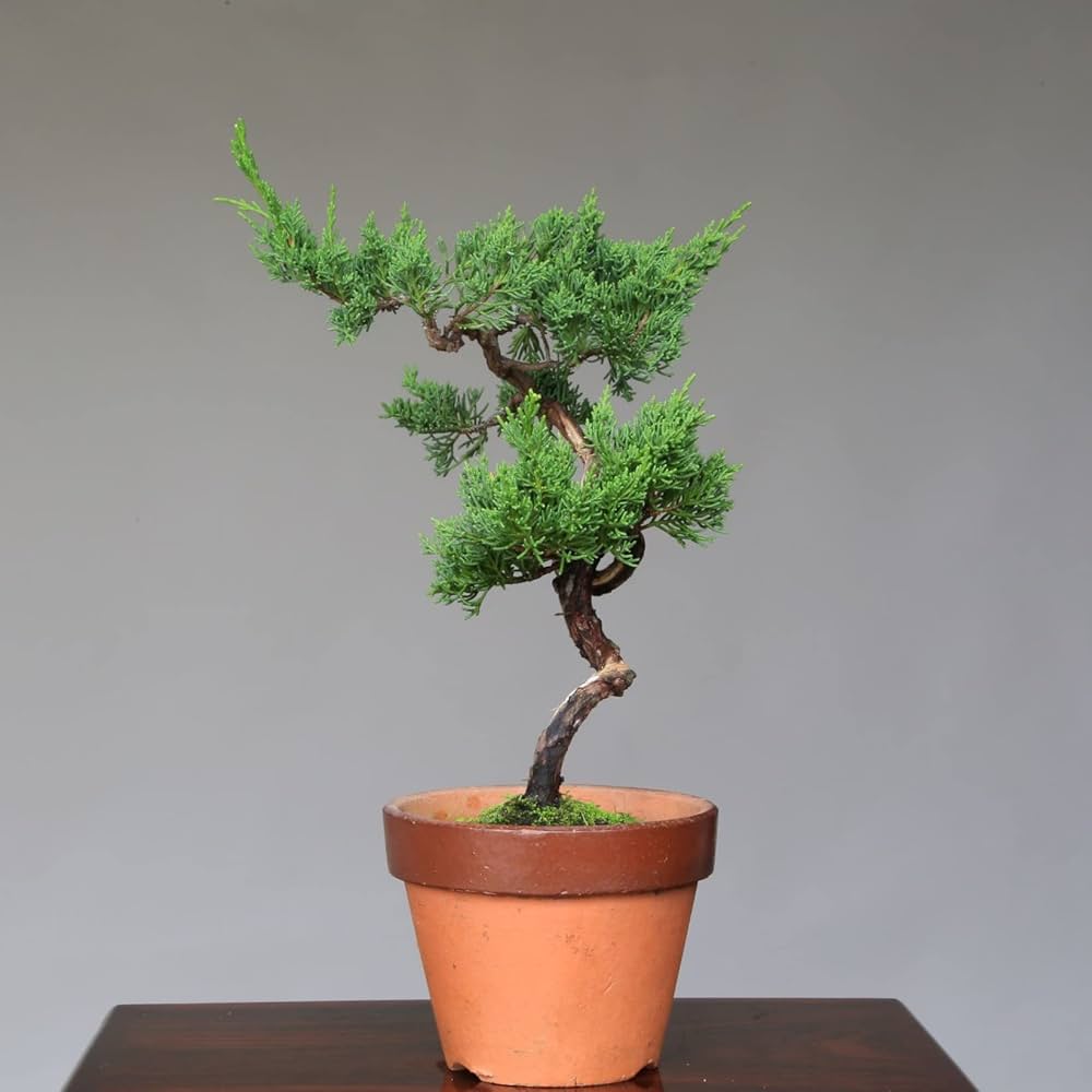 盆栽 糸魚川 真柏 文人 Amazon.co.jp: 糸魚川真柏 文人木 盆栽【泰寿園 Online】 : DIY・工具