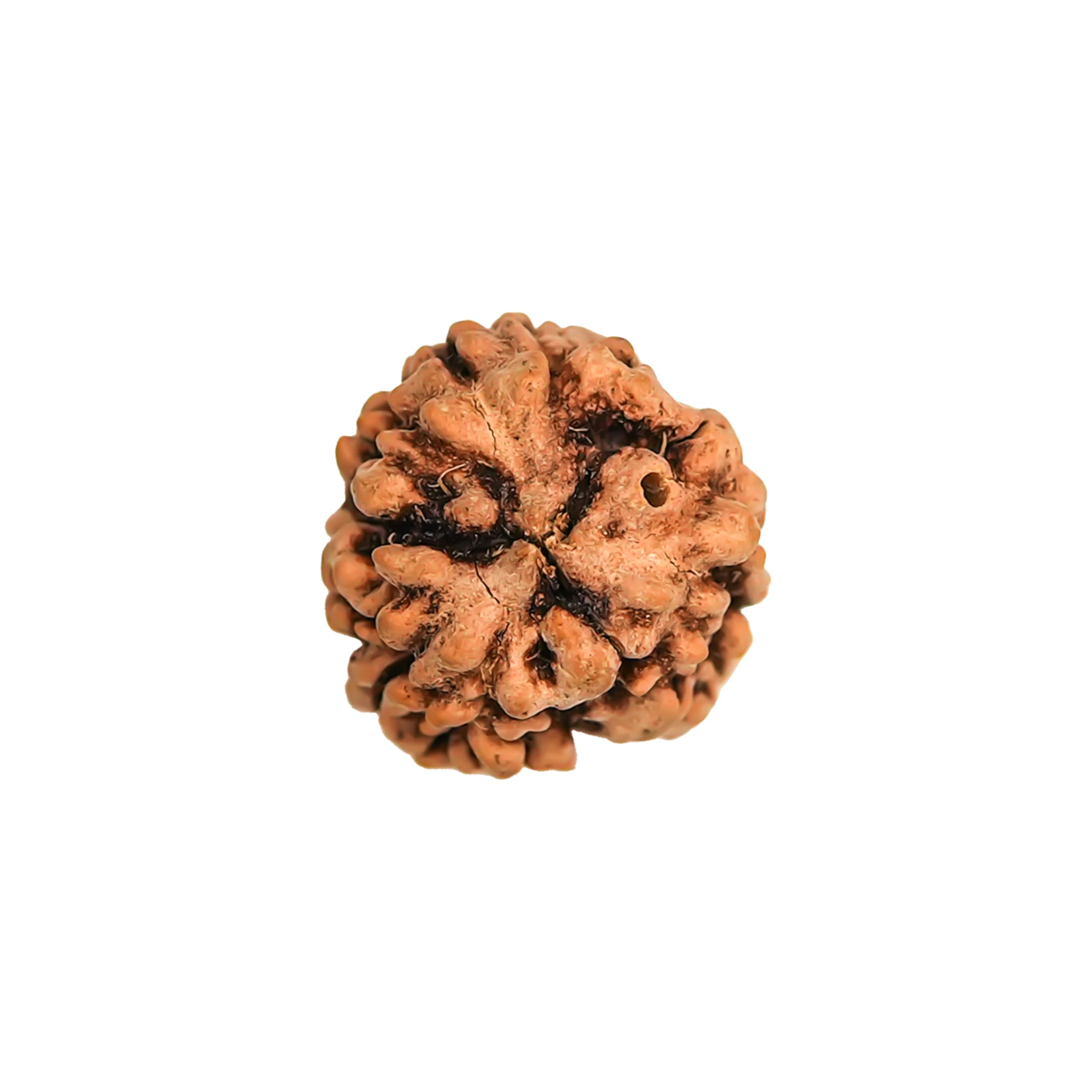See full amazon price history chart for GEMSMANTRA 3 Mukhi Rudraksha | Original Nepali | Natural and Lab Certified | Self-Esteem and Courage | Helps with Past Sins and Protection from Mars Influence (Brown, Unisex) GEMSMANTRA 3 Mukhi Rudraksha | Original Nepali | Natural and Lab Certified | Self-Esteem and Courage | Helps with Past Sins and Protection from Mars Influence (Brown, Unisex) (B0D86T5QJ6) Amazon Price History, Amazon Price Tracker