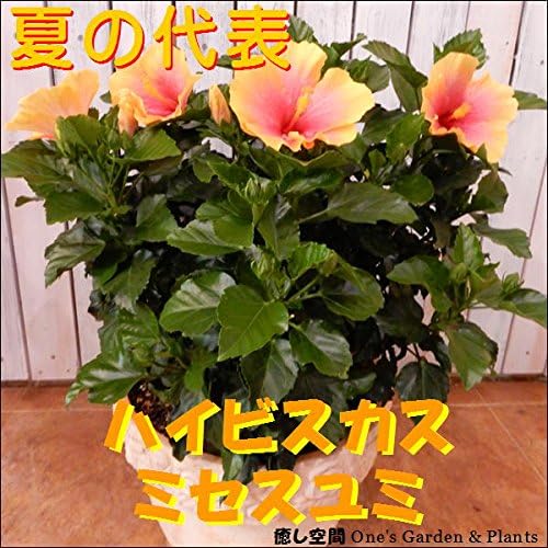 Amazon ハイビスカス 大株ボリューム仕上げ ミセスユミ 寄せ植え テラコッタ陶器鉢植え Ll サイズ ハワイ大好き 夏の代表 観葉植物 オンライン通販