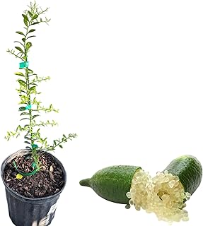White Live White Finger Lime Tree
