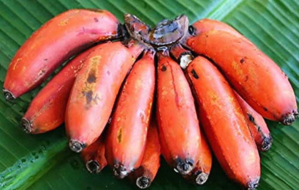 Creative Farmer Live Plant Slight Raspberry Flavor Red Banana Great Taste All Season (1 Healthy Live Fruit Tissue Culture Plant) (PLANT-86-REDBANANA556ll@) (B08P5V143T) Amazon Price History, Amazon Price Tracker