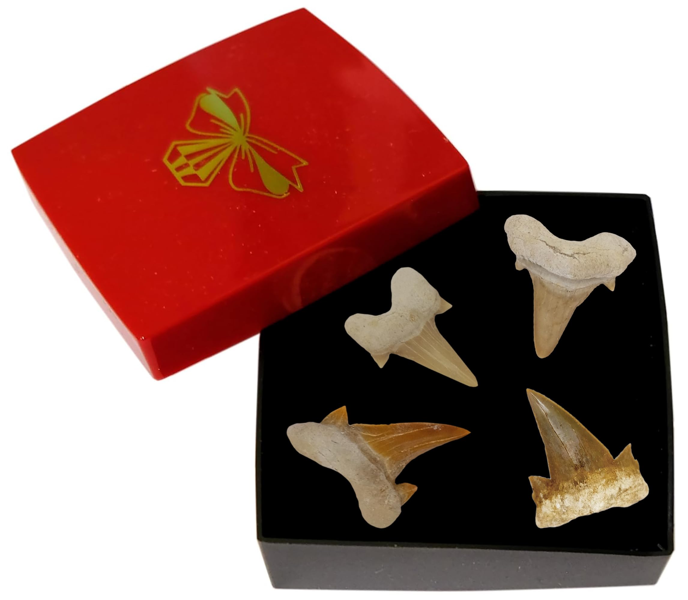 Idea regalo: fossili preistorici fossilizzati: denti di squalo naturali non trattati (set di 4 unità), pietra