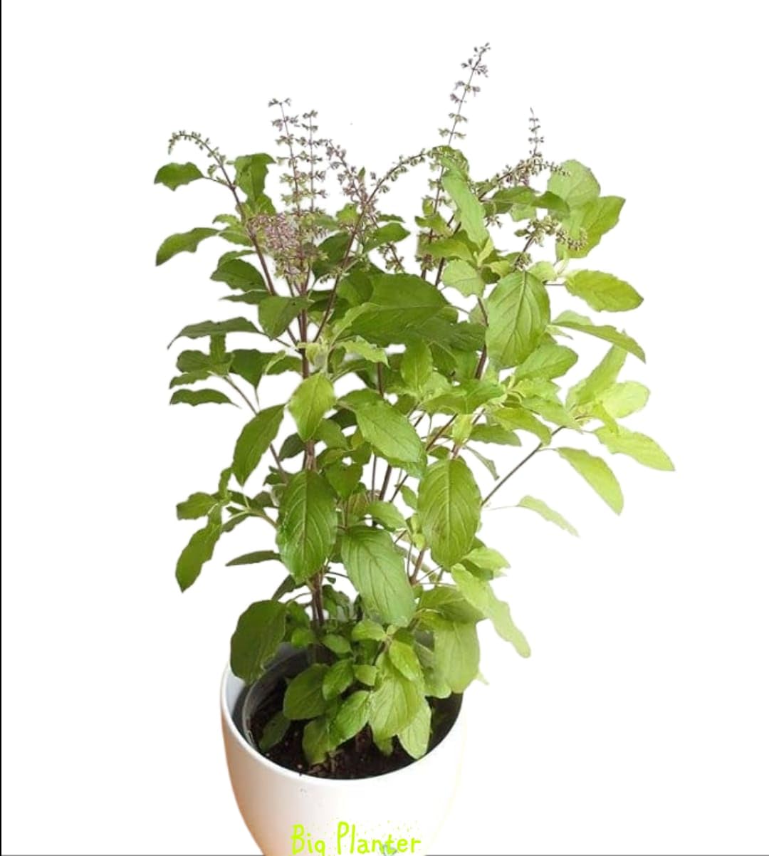Big Planter Shyama Tulsi (Black Tulsi) Live Plant - Exotic Herbal Elegance in a Pot - Rich Black Foliage - Spiritual and Medicinal Marvel (B0CWNH5GP3) Amazon Price History, Amazon Price Tracker