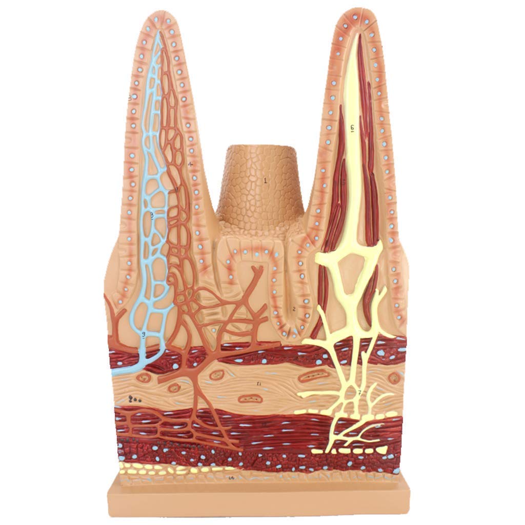 Model anatomiczny Modele naukowe anatomii człowieka-kosmek jelita cienkiego, materiał PVC Ręcznie malowany model układu trawiennego do medycznej pomocy edukacyjnej