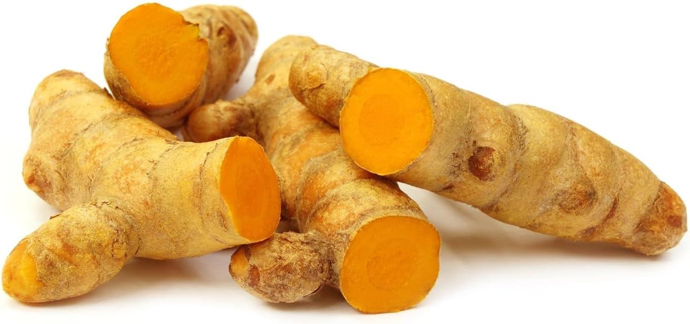Southside Naturals 12 Turmeric Rizhomes | Fast Growing Curcuma Longa | Javanese Yellow Ginger For Planting & Growing | Indian Spices | Low Maintenance | Turmeric Plant | Pack of 1