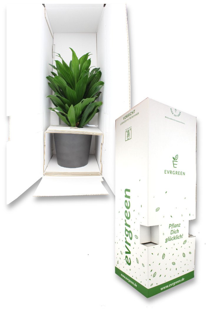 EVRGREEN | Zimmerpflanze Elefantenfu in Hydrokultur mit weiem Topf als  Set | Beaucarnea recurvata Nolina klein : Amazon.de: Garten