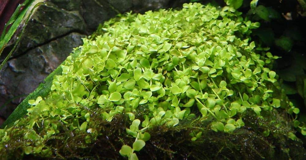 AquaOne Plante d'aquarium Micranthemum tweediei « Monte Carlo » I Plante aquatique Plante d'aquarium Couvre-sol entièrement enracinée Facile d'entretien Décoration d'aquarium