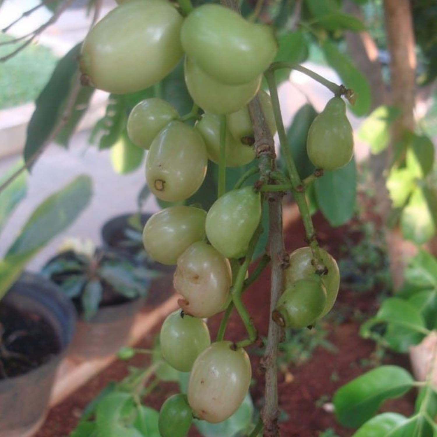 Hug A Plant | White Jamun/Vella NJaval (Grafted) (Syzygium cumini) Fruit Live Plant (Home & Garden)-image-15
