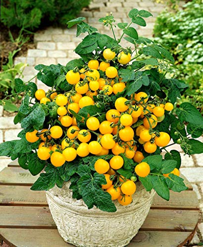 Yellow-Dwarf-Bush-Tomato-Seeds-for-Planting-About-50-Seeds Yellow-Dwarf-Bush-Tomato-Seeds-for-Planting-About-50-Seeds