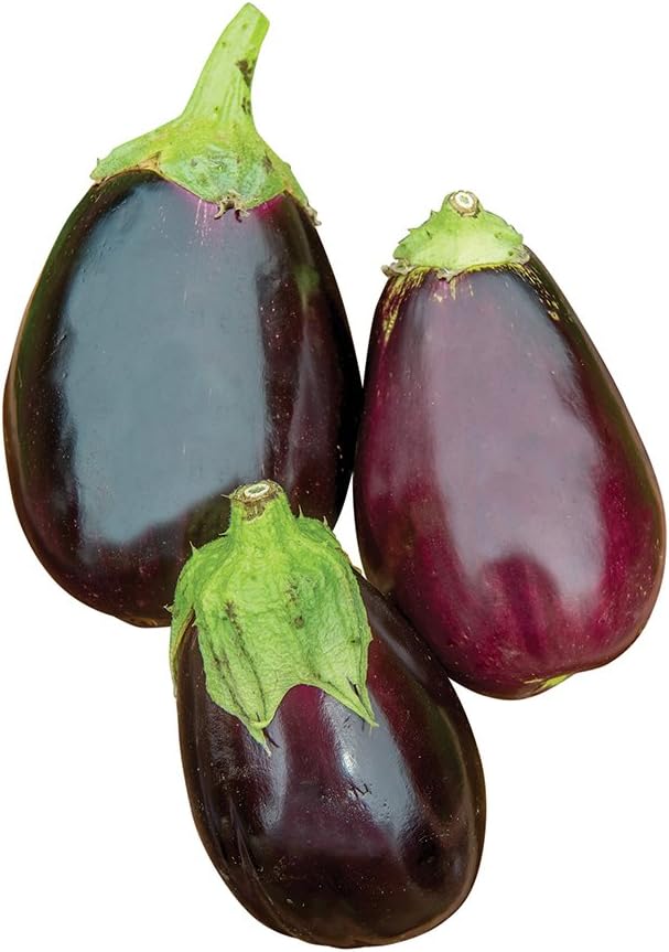 Burpee Black Beauty Eggplant Seeds 100 seeds Patio, Lawn