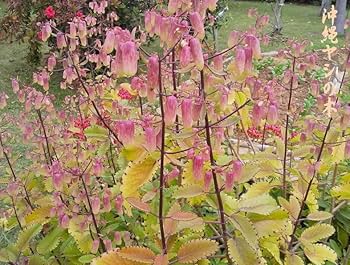 Amazon.co.jp: セイロンベンケイソウ (ハカラメ子宝草マザーリーフ Amazon.co.jp: セイロンベンケイソウ (ハカラメ子宝草マザーリーフ