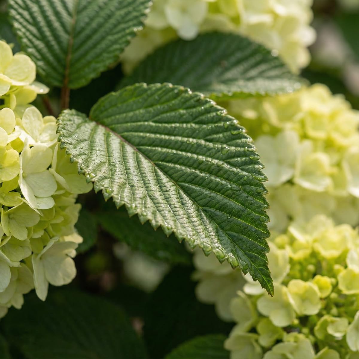 Bloomique - Viburnum Plicatum Opening Day - Boule-de-neige du Japon - Plante de Jardin - Rustique - Hauteur 60-80 cm - Pot 23 cm