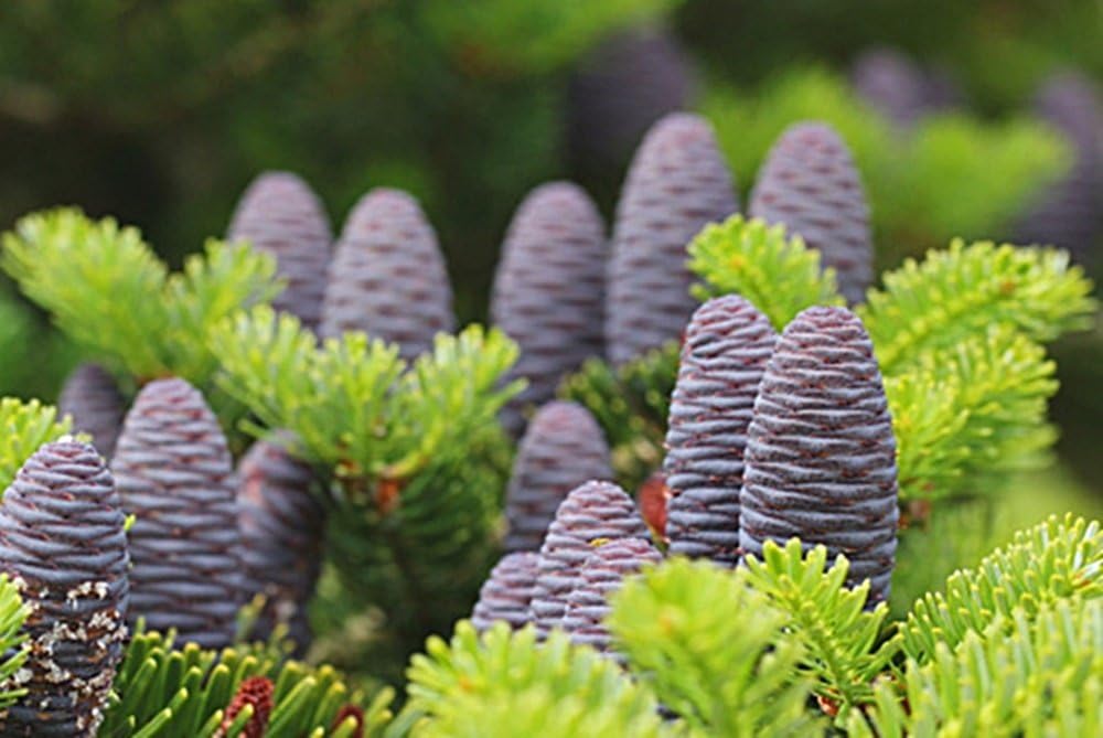 RP Seeds Abies koreana (Korean Fir) - 20 Seeds