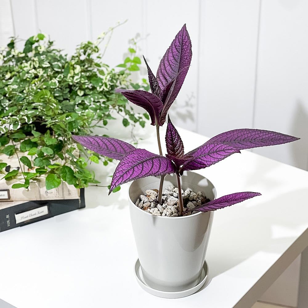 ストロビランティス ディエリアヌス 観葉植物/紫の葉(発根)/送料込み