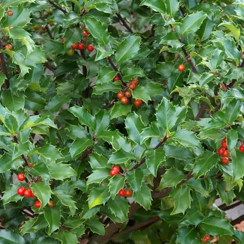 Houx de Meserve Heckenpracht - Ilex Meserveae Heckenpracht 40cm en Pot - Plante - Floraison Mai à Juin - Couleur de la Fleur - Hauteur 2-3 m