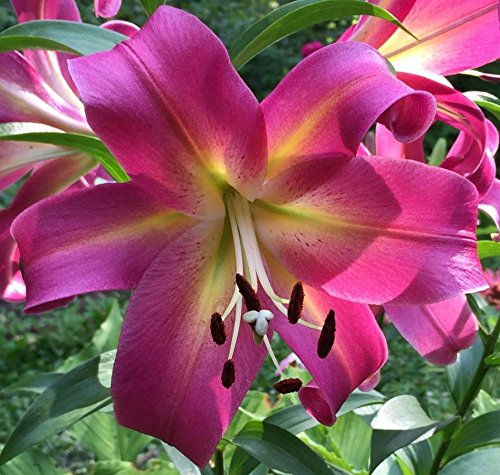 Amazon.com : Empoli Giant Hybrid Lily, Beautiful Flowers, Fresh