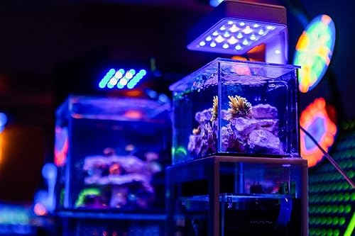 Miniatura 8 de Acuario listo para micro arrecife de 40 onzas (blanco)  Pequeño tanque de peces de agua salada de escritorio con luz LED, sumidero, bomba  agua