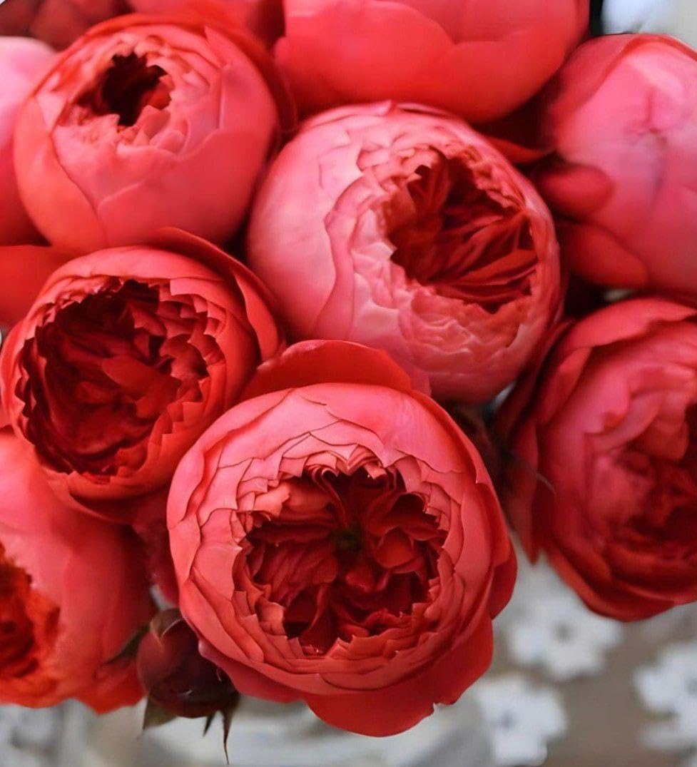 Amazon.co.jp: バラ苗 海外種 シュートあり 四季咲き 挿し木苗