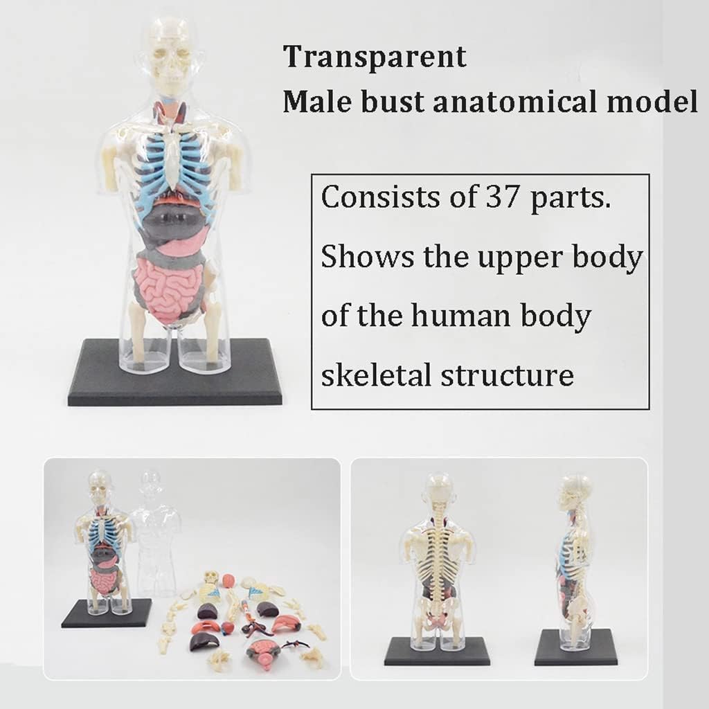 Modelo de Cuerpo Humano de Busto Masculino Transparente, Modelo de anatomía del Cuerpo del Torso Humano, 37 Piezas extraíbles, Modelo de Esqueleto para Aprender