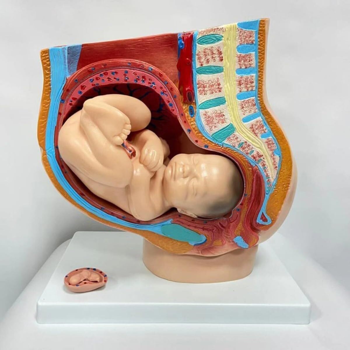 Human Female Pelvis Parts with Removable Organs, Pregnancy Pelvis Model, 4-Part Pregnancy Anatomy Model, Nine-Month Baby Fetus Model, Life-Size