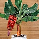 Rare Red Cuban Banana Plant Live for Planting, Banana Trees Live Plants for Outdoor Indoor Planting, Cold Hardy, 4-7' in Tall, No Pot, Musa Plant