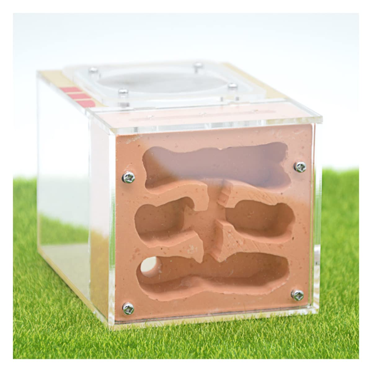 EnergyPower アリ飼育キット 石膏製巣箱 2層式 土やゲルを使用しないので腐らず清潔 お子様でも安心の観察キット 最初から巣ができ EnergyPower アリ飼育キット 石膏製巣箱 2層式 土やゲルを使用しない