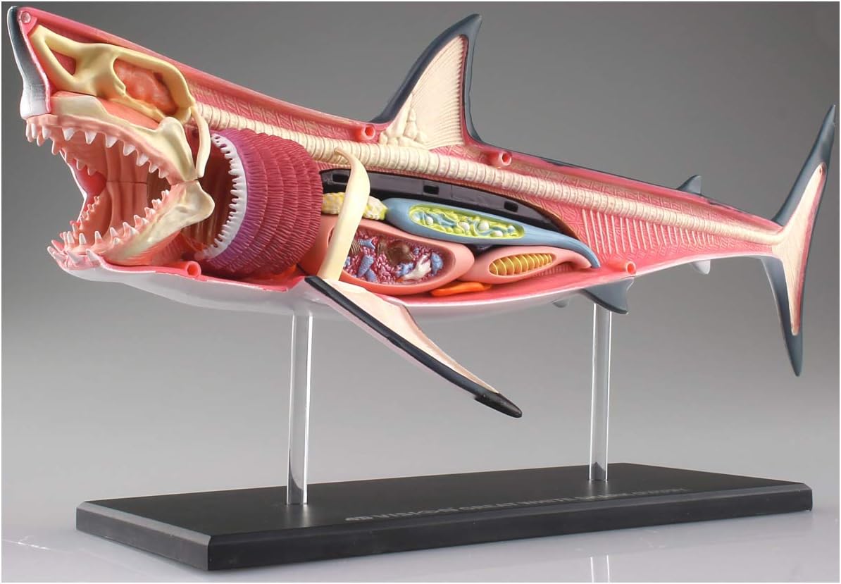 Shark Anatomy Model - Animal Anatomyical Model - 20 Detachable Organs and Body Parts Biology Medical Teaching Model - for Study Display Teaching Medical Model,Assembly Toy