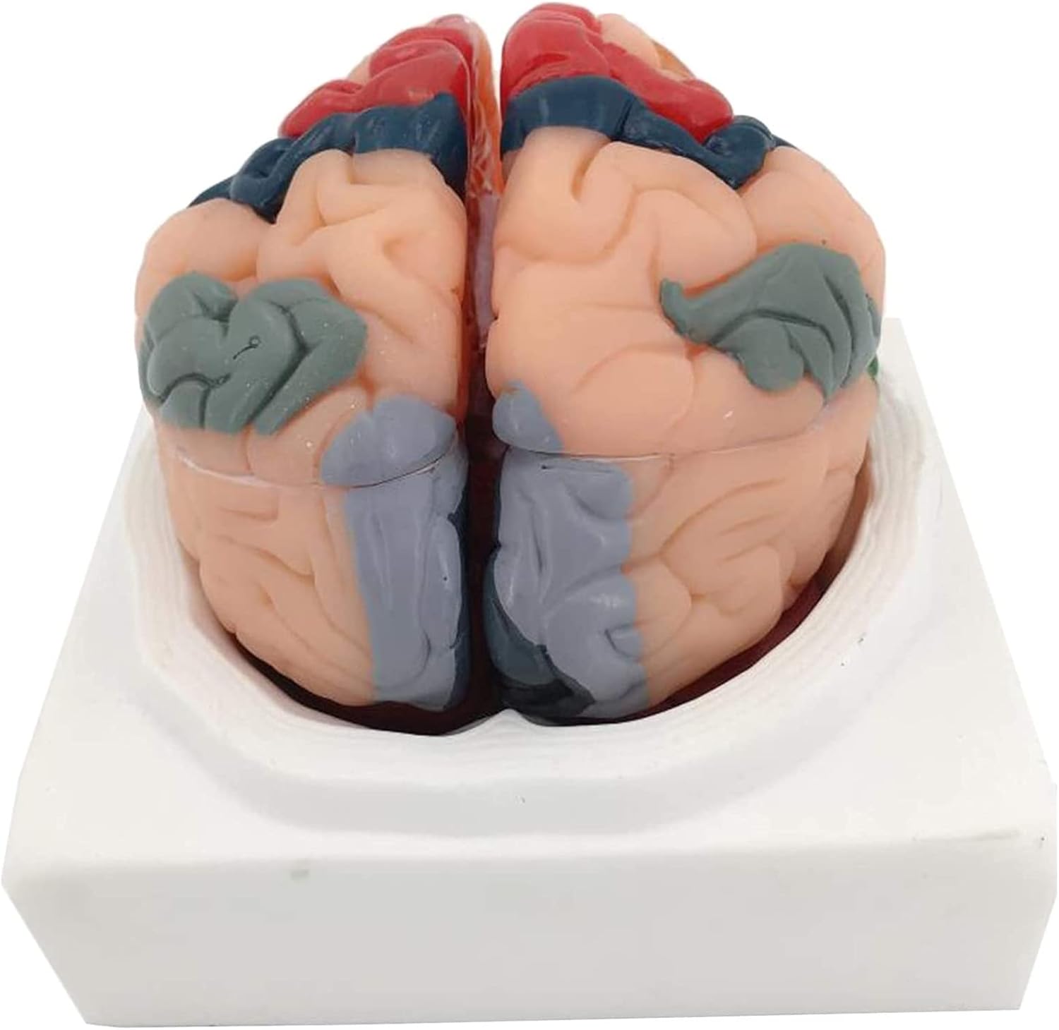 Medical Anatomical Model, Human Brain Anatomy Model Cerebral Cortex Partition Model Anatomically
