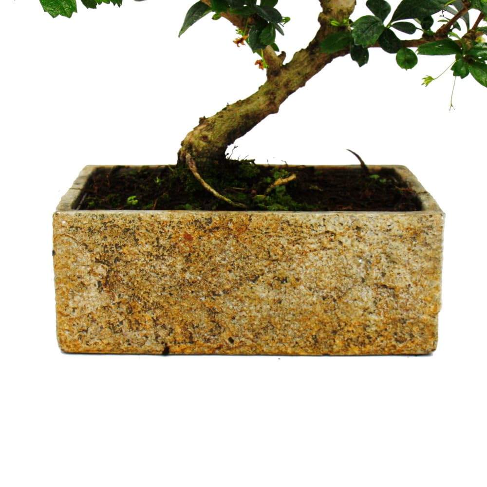 Bonsai do pokoju – nowoczesna, modna ceramika – bonsai pokojowe Carmona – 6 lat – wygląd kamienia