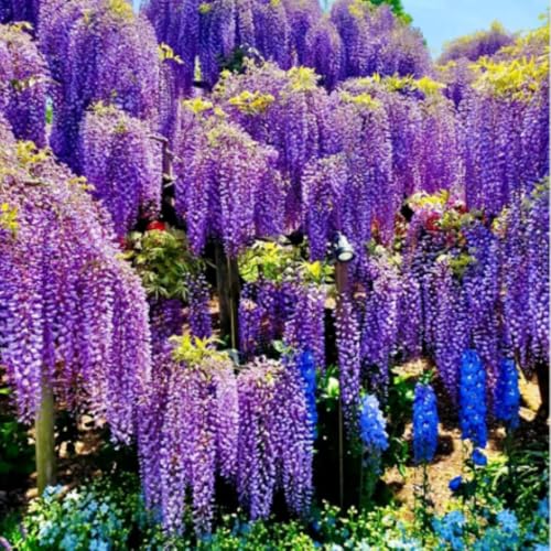 Purple Wisteria Live Plant, 6-12" Tall, Wisteria Vine in 2.5"