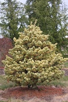 Ogon Japanese White Pine 1 - Year Graft