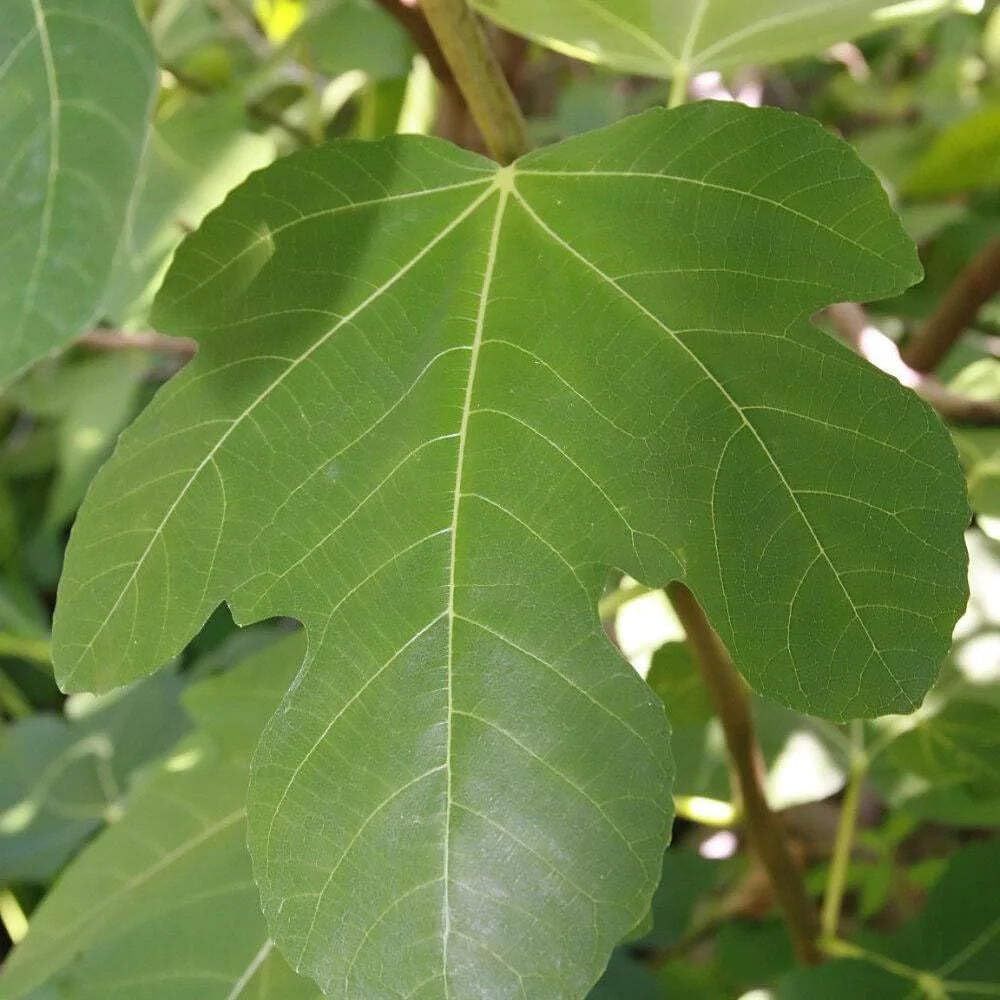 Ficus Brown Turkey Fig, 3 Gallon, Deciduous Fruit Tree, Full Sun