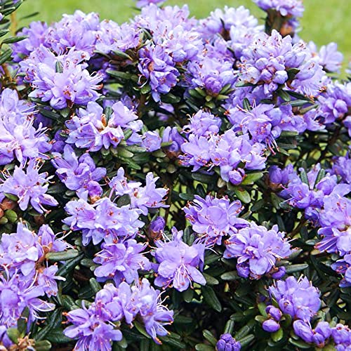Rhododendron Purple Pillow Outdoor Plants - Evergreen Garden Ready Dwarf Shrubs - Potted Purple Spring Flowering Rhododendron Plant in Pot (5 Litre Pot, 50-70cm)