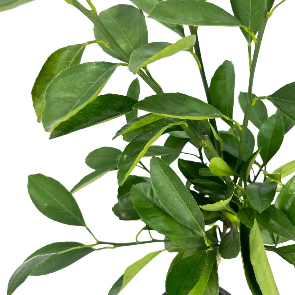 Albero di Mandarino Satsuma Giapponese Verde Pianta Sempreverde H130 cm Foto Reale
