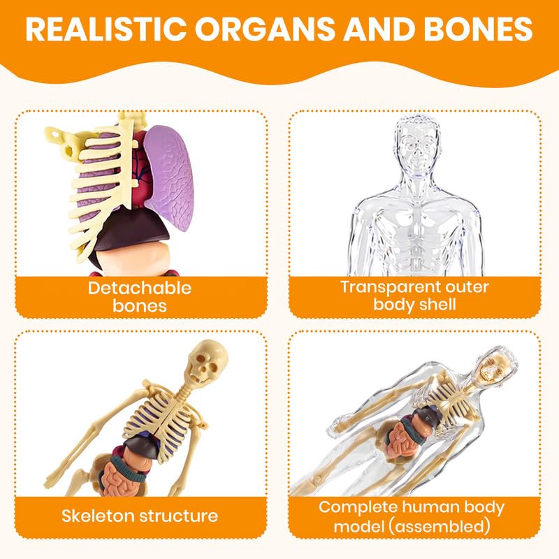 NHR Interactive Human Body Model for Kids 5-12 Years | 29 Pieces Anatomy Kit with Dynamic Body Parts | Birthday Gift | STEM Educational Learning Science Toys & Kits for 5,6,7,8,9,10,11,12 Years 3
