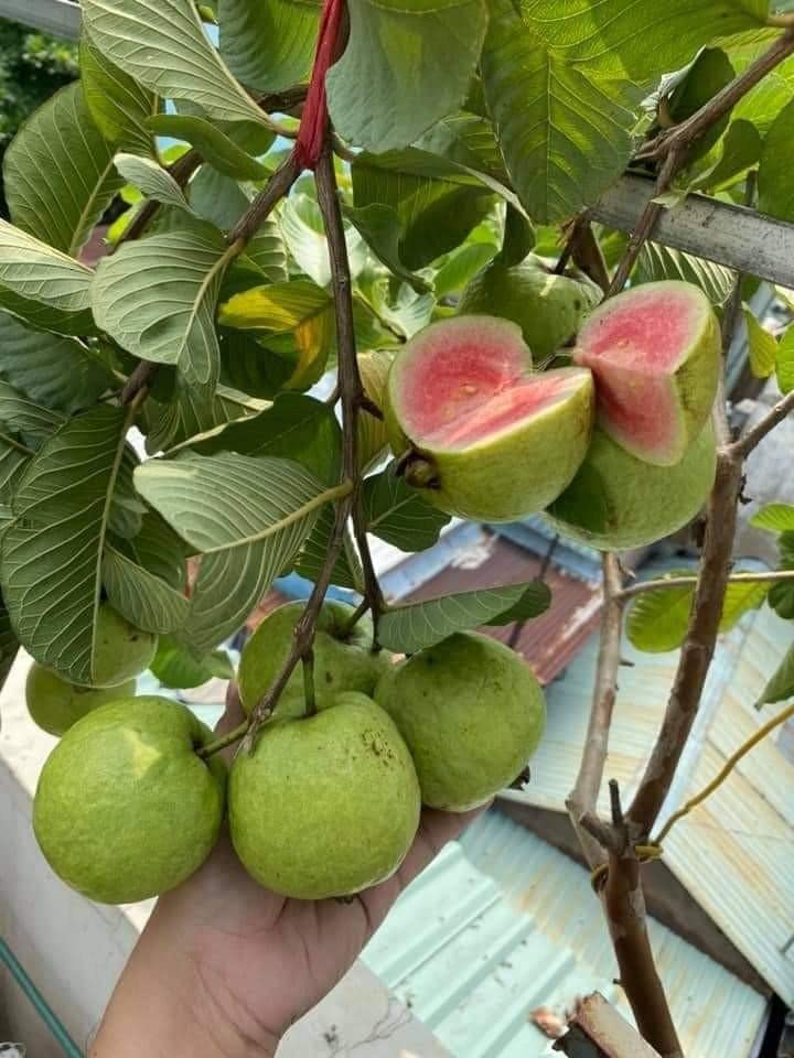 See full amazon price history chart for Greenery Nursery Red Diamond Guava original Grafted Plant & Tree (Pack Of 1) Hight Of The Plant 1.5-2 Feet/Fruit come after 6-8 months Greenery Nursery Red Diamond Guava original Grafted Plant & Tree (Pack Of 1) Hight Of The Plant 1.5-2 Feet/Fruit come after 6-8 months (B0CMV2VYN4) Amazon Price History, Amazon Price Tracker
