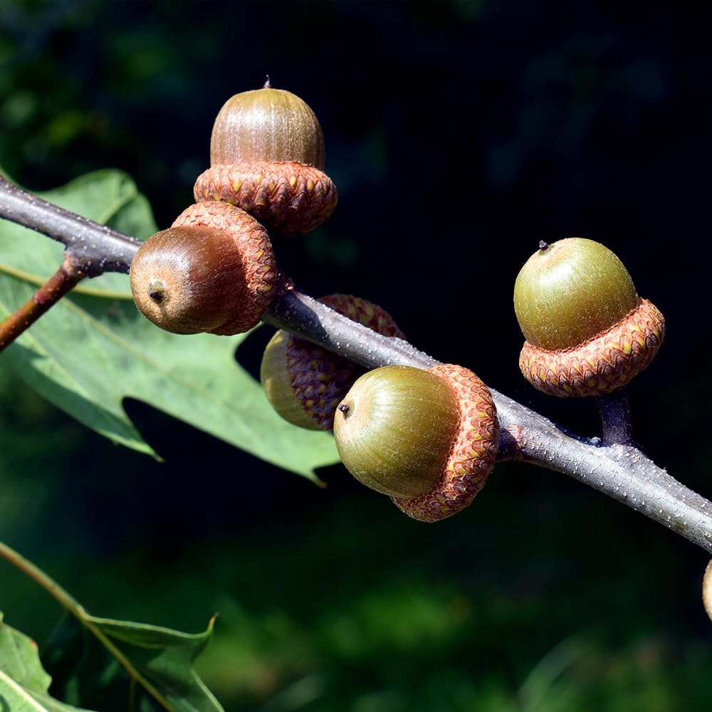 Northern Red Oak Tree, Vibrant Foliage, Deciduous, Tall, Acorn Producing, 5 gal, Nursery Pot (Due to Agricultural Laws, we Unable to Ship to CA, AZ, AK, or HI)