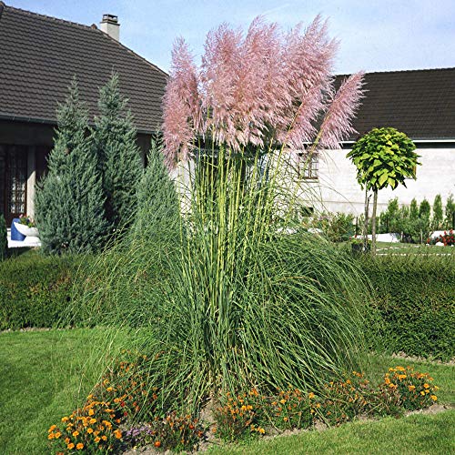 Outsidepride Perennial Pink Cortaderia Selloana Tall Pampas Grass Plants - 1000 Seeds #TOP2