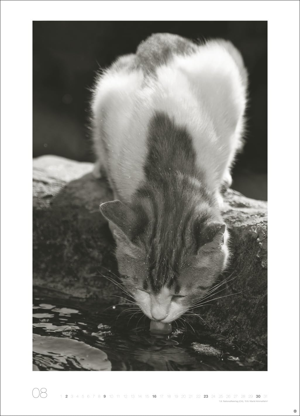 Cats Edition Kalender 2026: Elegante Samtpfoten in schwarz-weiß in einem XXL-Kalender. Tierkalender 2026 im Großformat. Hochwertiger großer Fotokalender für Katzenfans.