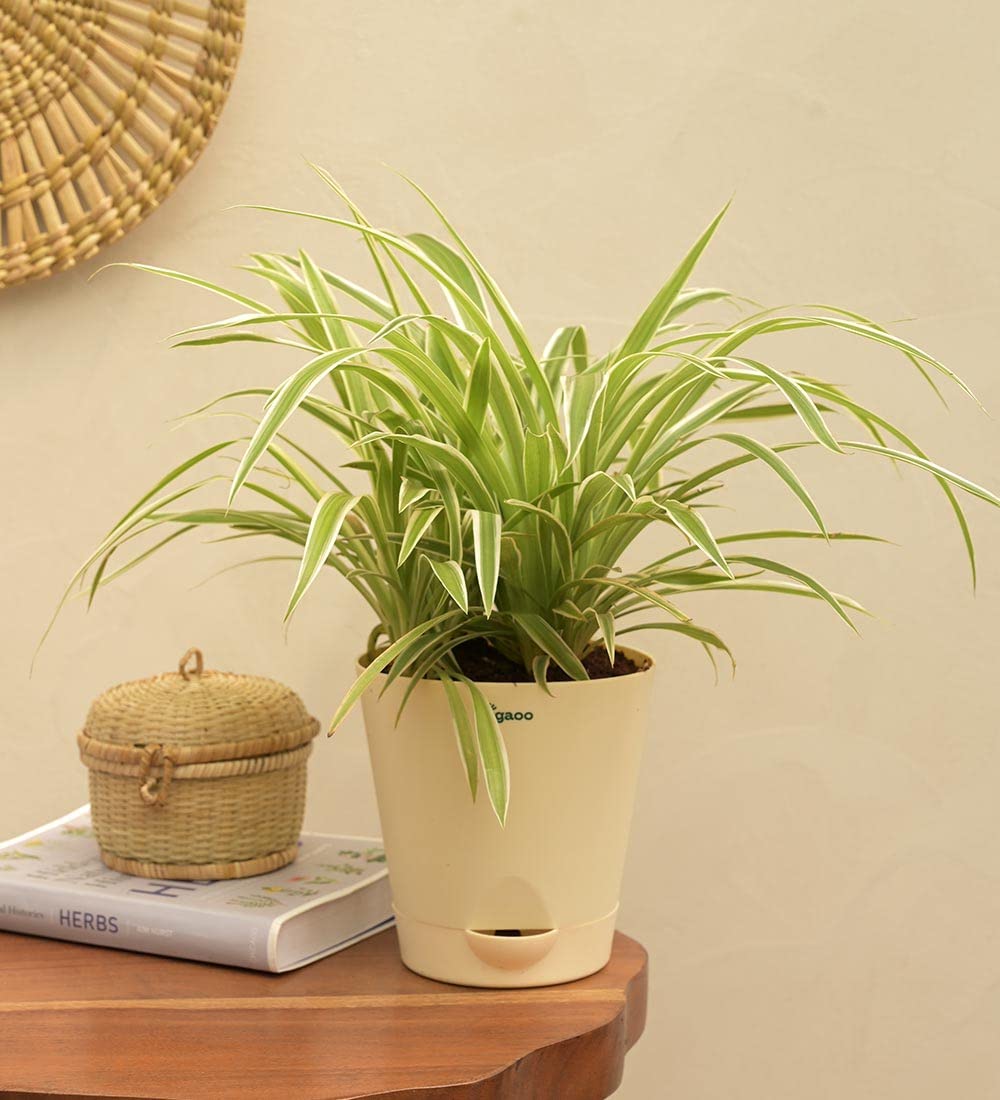 UGAOO Spider Plant Indoor Live with Self Watering Pot (5 Inch - Medium)