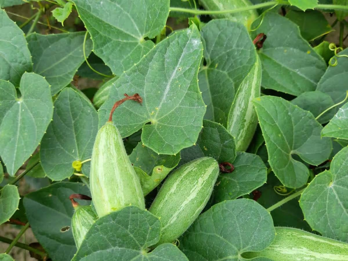 20 seeds, Pointed gourd seeds, Germination tested (20 seeds) (B0CGX8DJHW) Amazon Price History, Amazon Price Tracker