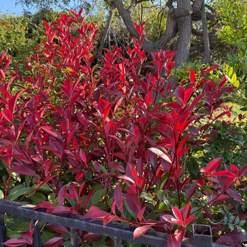 100pcs New Fresh Red Photinia Plant Seeds