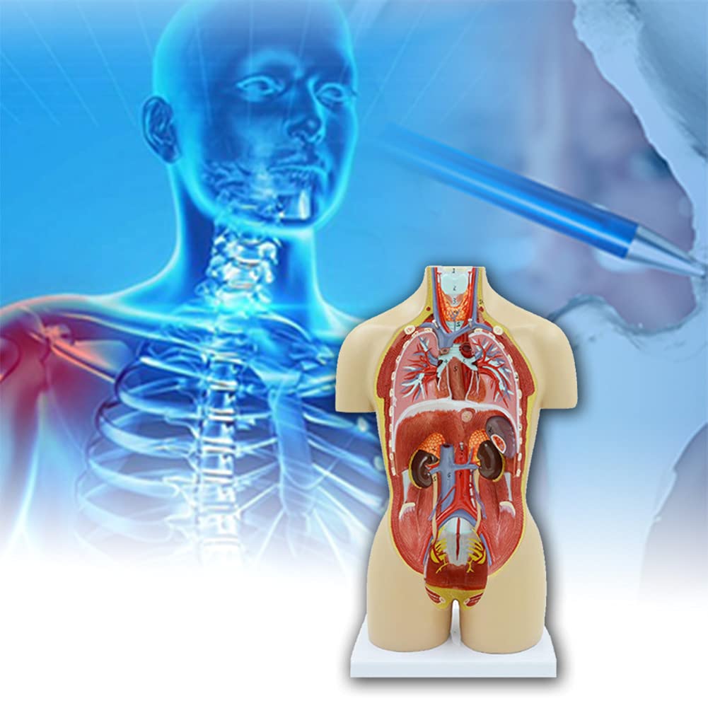 解剖人体模型 ソフトな質感で16分解 理学療法士監修 同 解剖人体模型